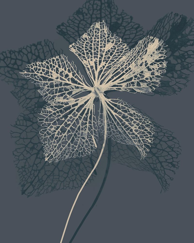 Stem Silhouette IV art print by Ian Winstanley for $57.95 CAD