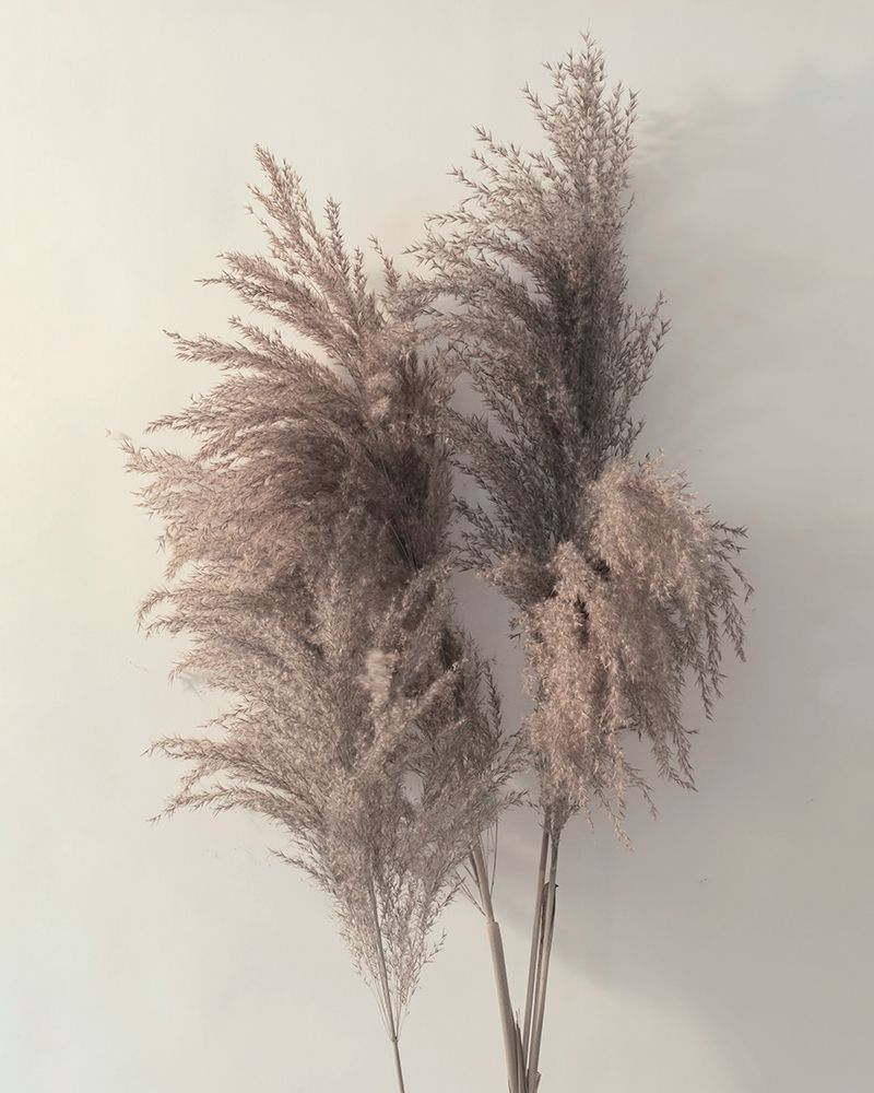 Pampus Grass I art print by Ian Winstanley for $57.95 CAD