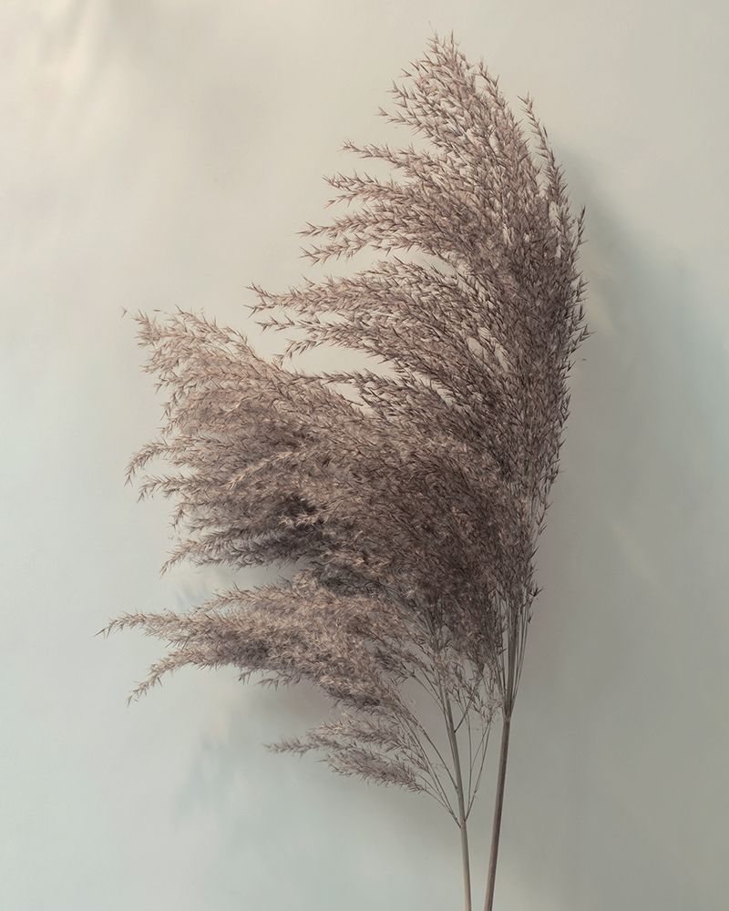 Pampus Grass II art print by Ian Winstanley for $57.95 CAD