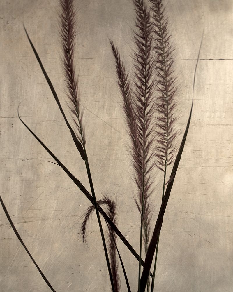 Dried Grasses I art print by Heather Johnston for $57.95 CAD