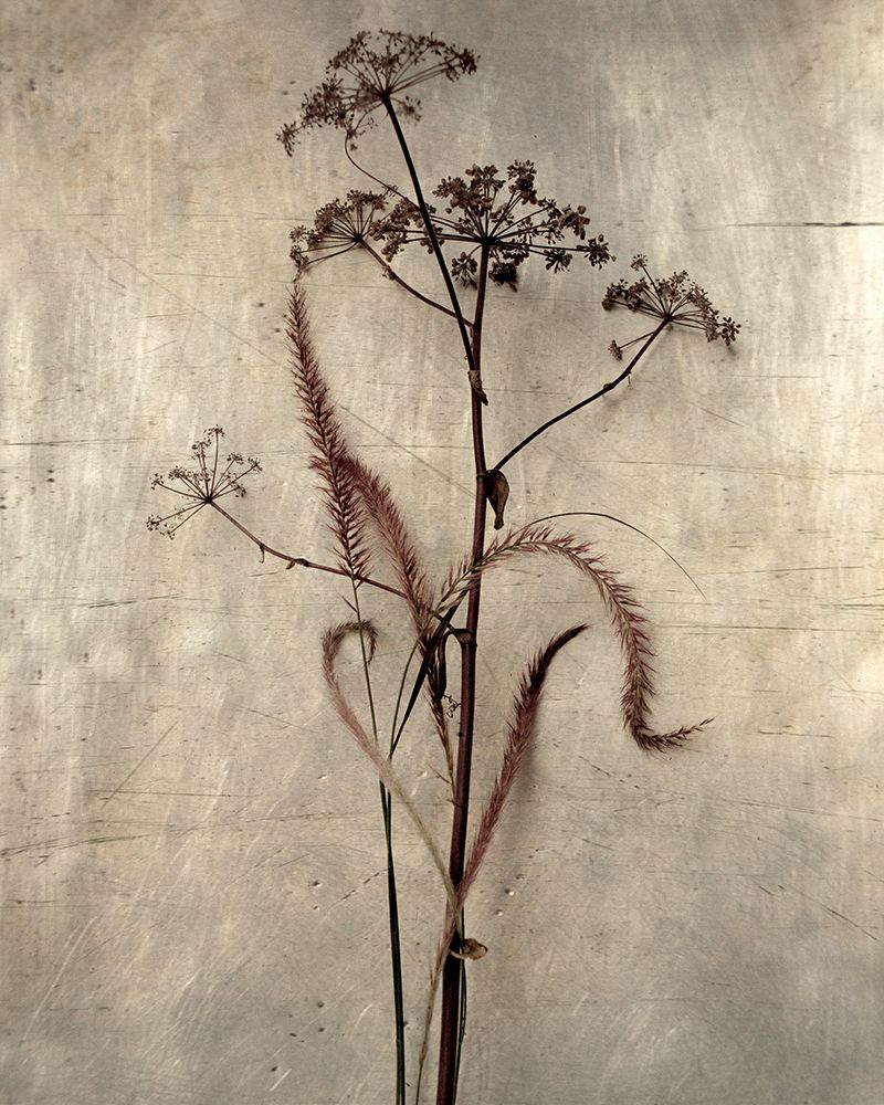 Dried Grasses II art print by Heather Johnston for $57.95 CAD