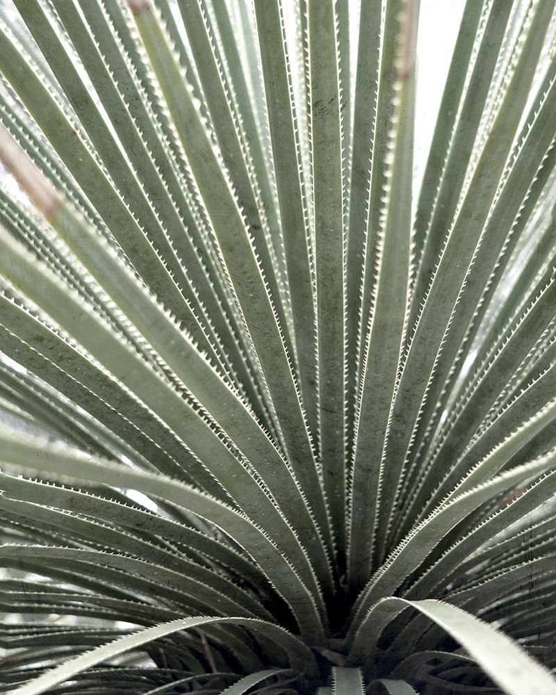 Agave art print by Heather Johnston for $57.95 CAD