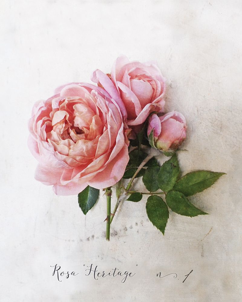 Rosa art print by Heather Johnston for $57.95 CAD