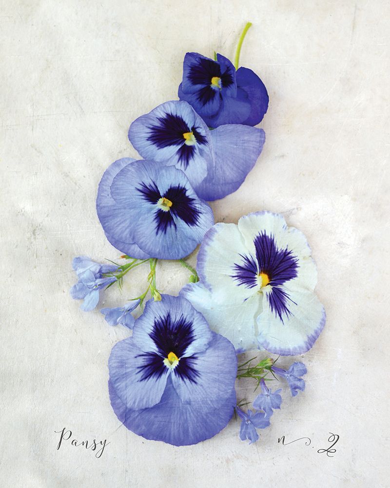 Pansy art print by Heather Johnston for $57.95 CAD