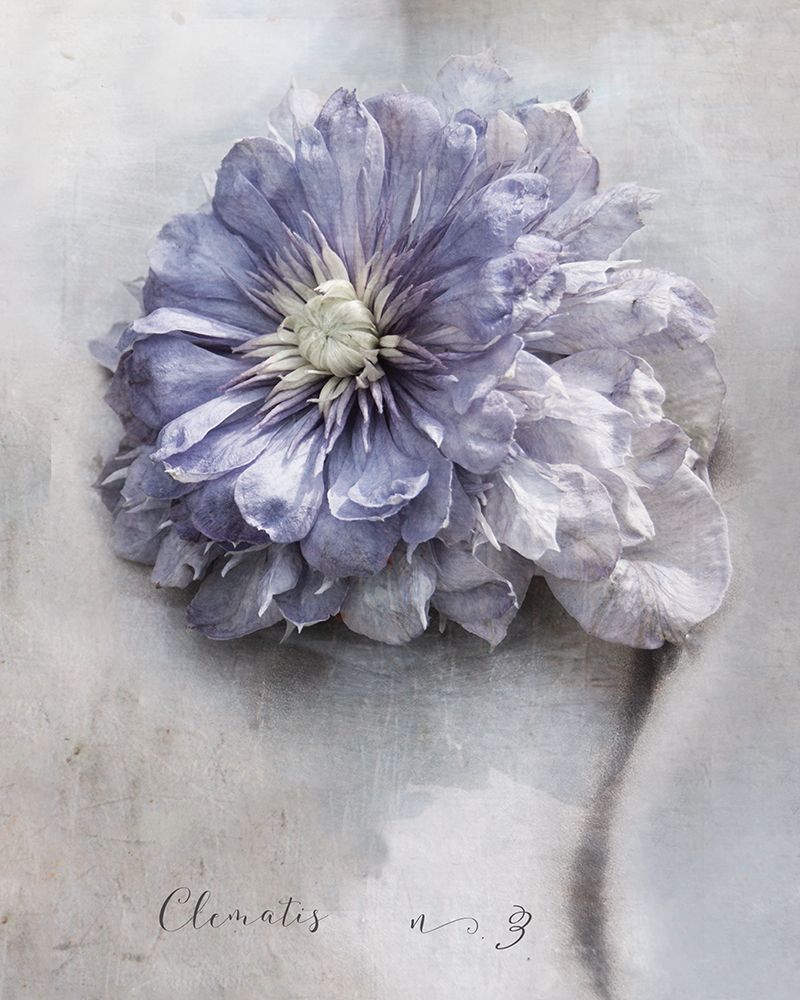 Clematis art print by Heather Johnston for $57.95 CAD