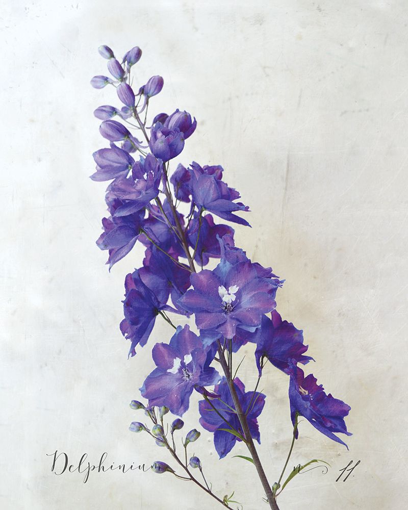 Delphinium art print by Heather Johnston for $57.95 CAD