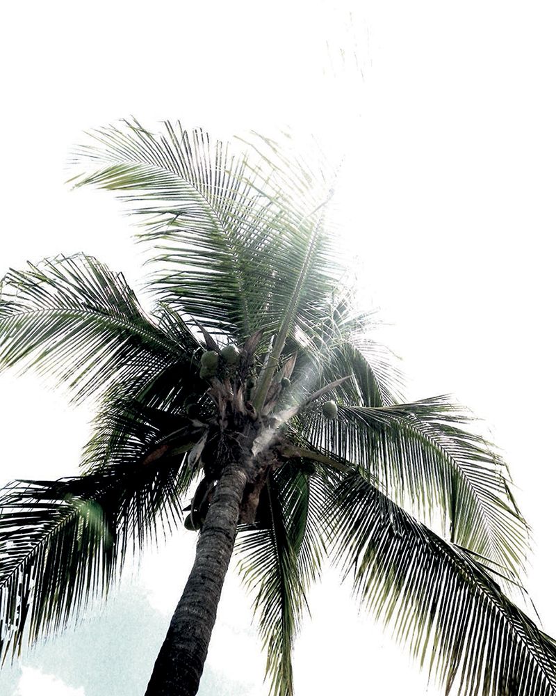 Panama Palms art print by Heather Johnston for $57.95 CAD