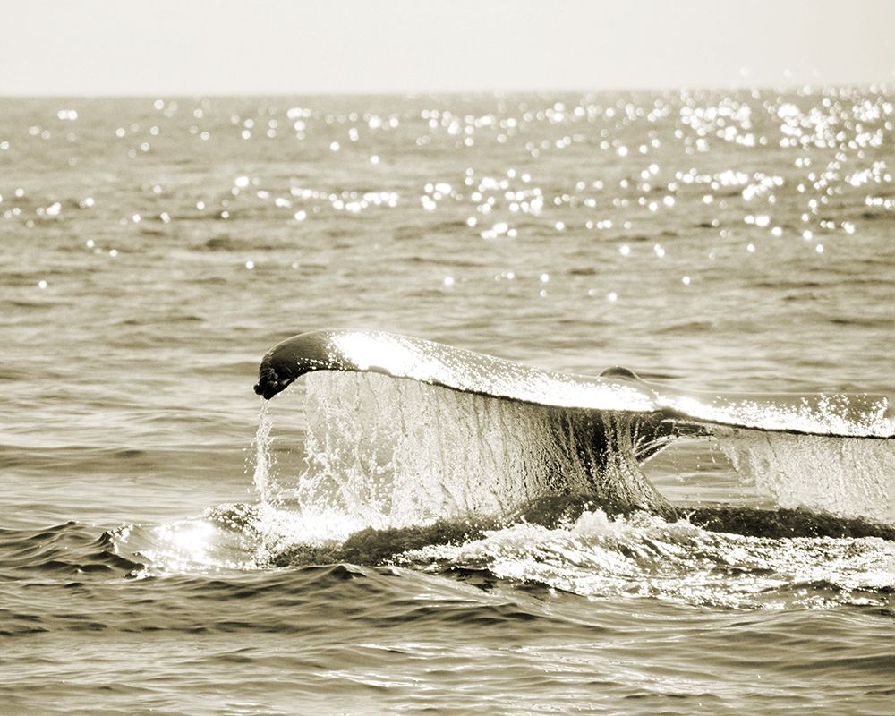 Sepia Whale art print by Heather Johnston for $57.95 CAD