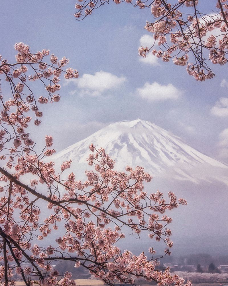 Mount Fuji - Cherry Blossoms art print by Makiko Samejima for $57.95 CAD