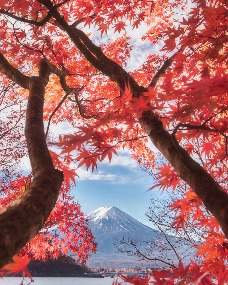 Mount Fuji - Autumn Leaves art print by Makiko Samejima for $57.95 CAD