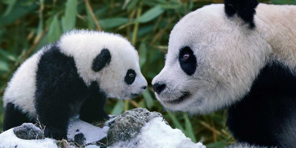 Panda Bear With Cub art print by Steve Bloom for $57.95 CAD
