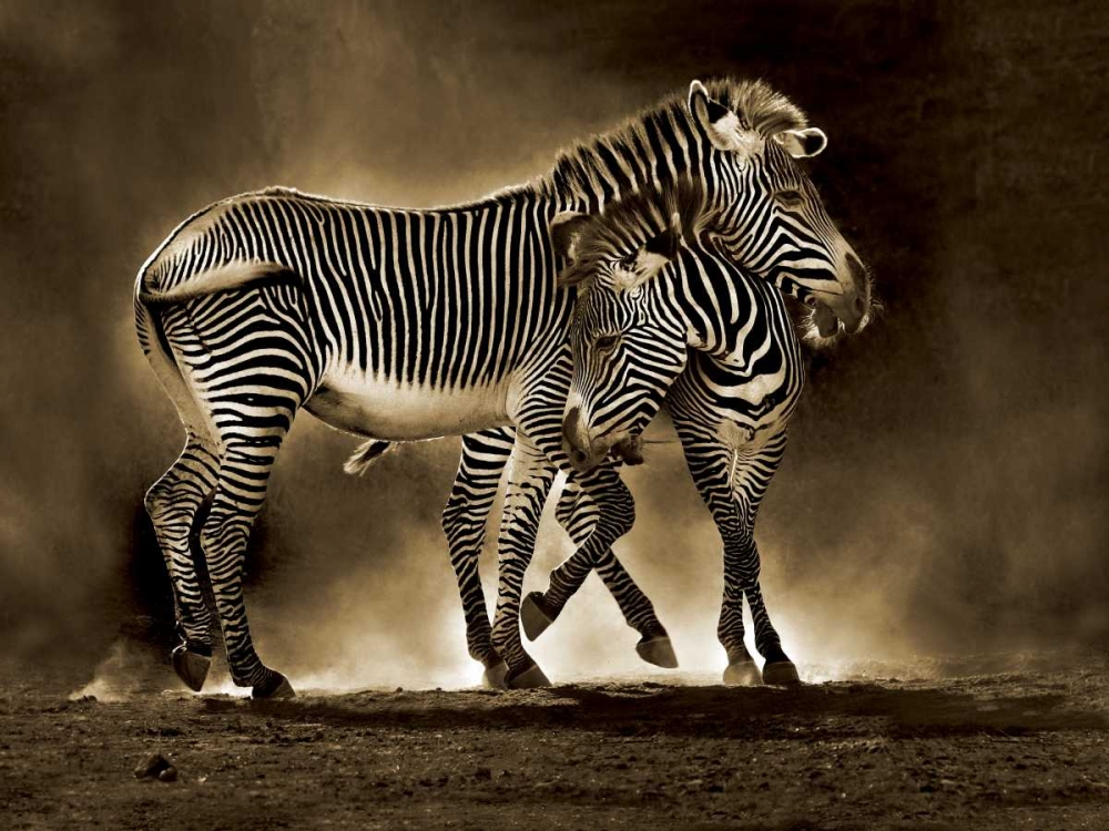 Zebra Grevys art print by Marina Cano for $57.95 CAD