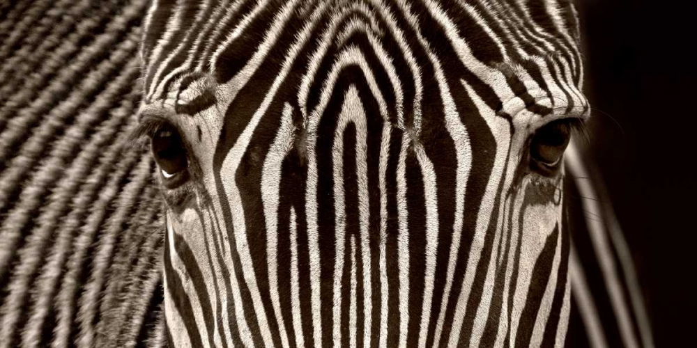 Zebra Grevy art print by Marina Cano for $57.95 CAD