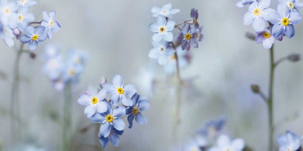 Forget-Me-Nots art print by Ian Winstanley for $57.95 CAD