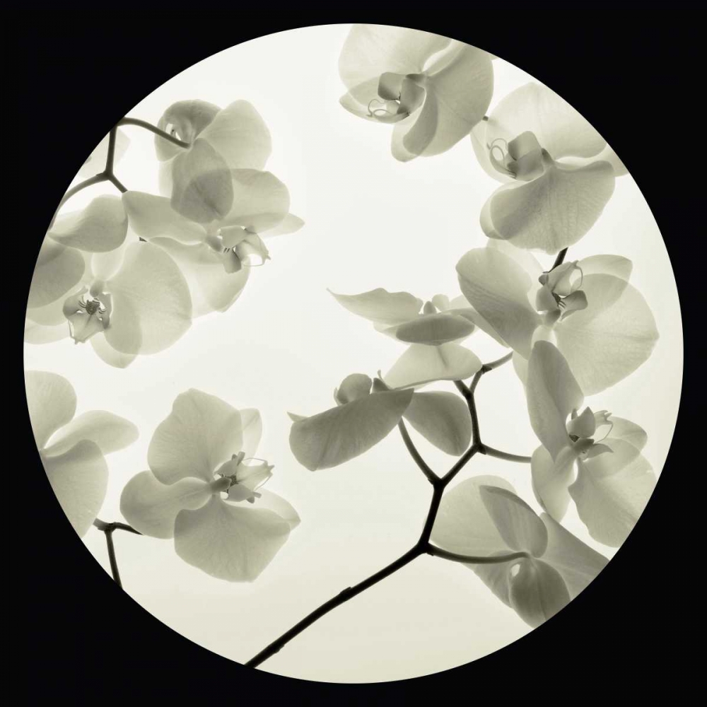 Orchid I art print by Ian Winstanley for $57.95 CAD