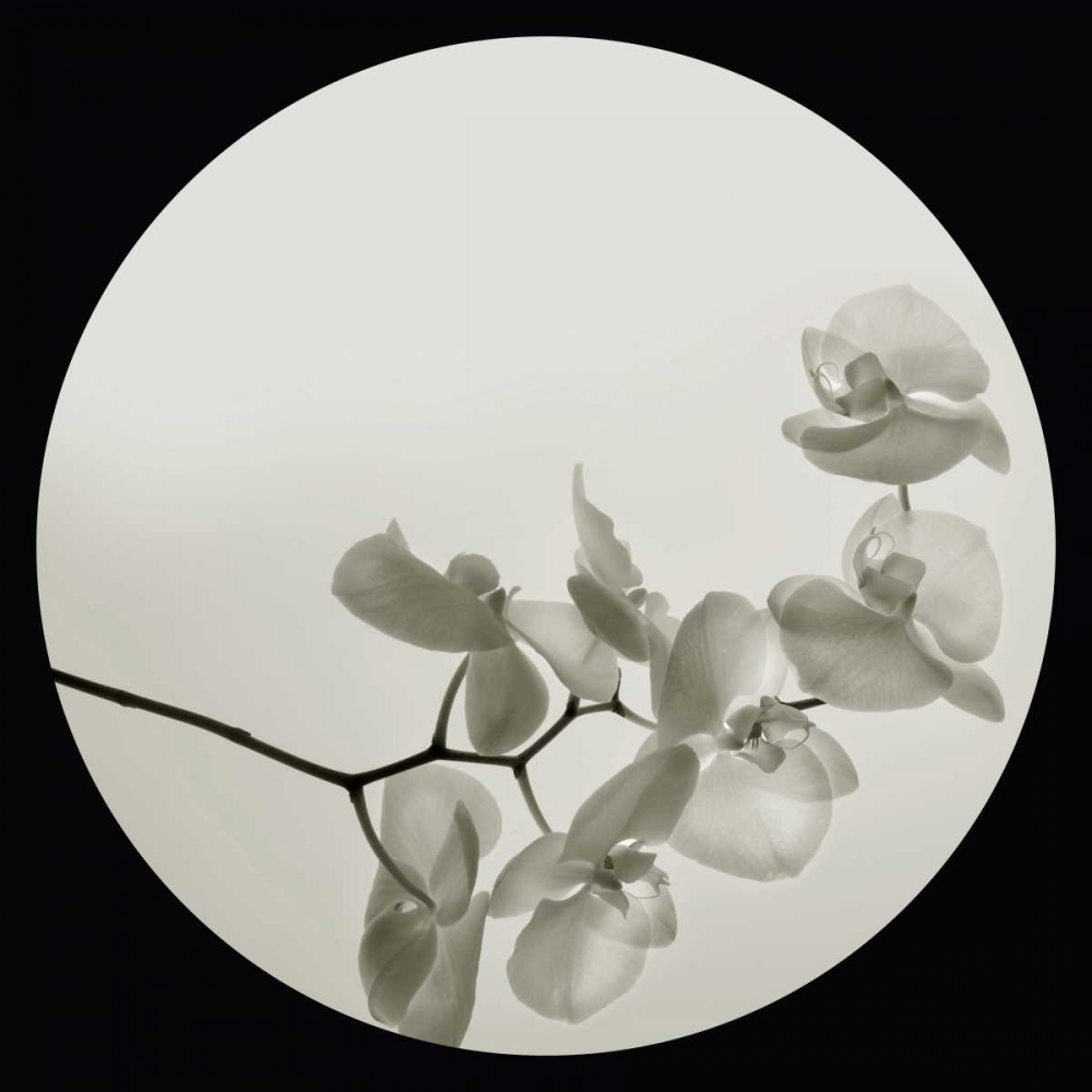 Orchid II art print by Ian Winstanley for $57.95 CAD
