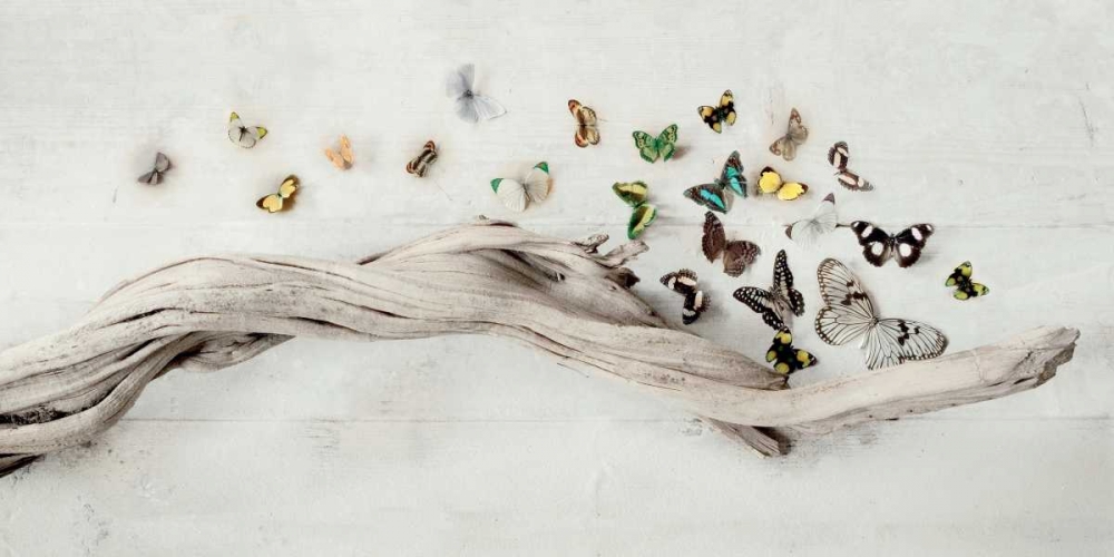 Drift of Butterflies art print by Ian Winstanley for $57.95 CAD
