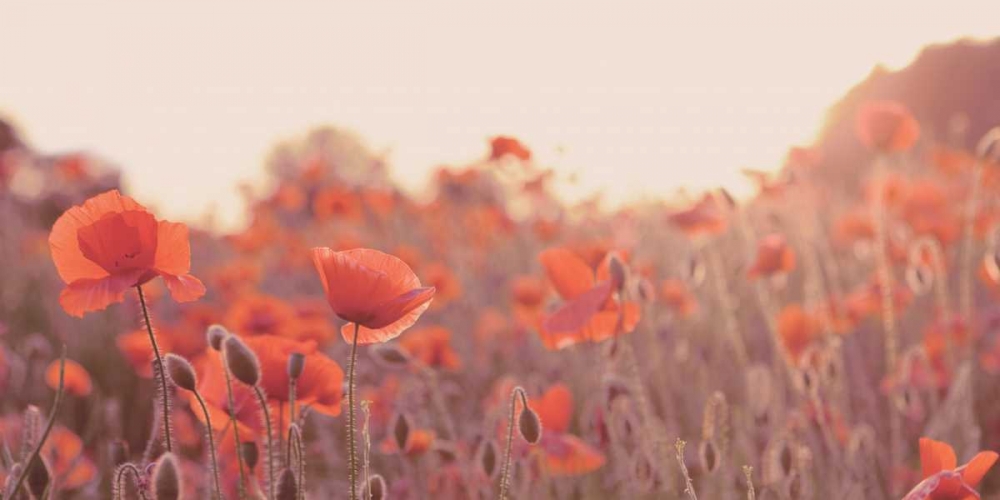 Field of Poppies art print by Ian Winstanley for $57.95 CAD
