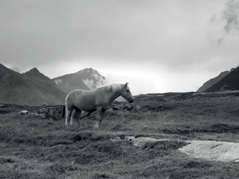 Grazing Together, Lofoten Islands art print by Andreas Stridsberg for $57.95 CAD