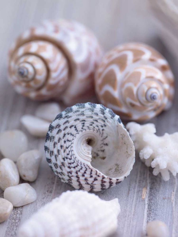 Shells and Pebbles art print by Howard Shooter for $57.95 CAD