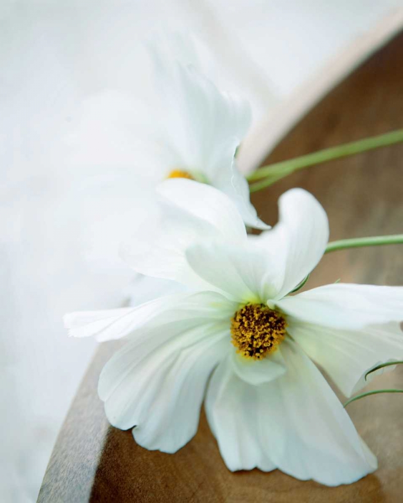White Still Life II art print by Ian Winstanley for $57.95 CAD
