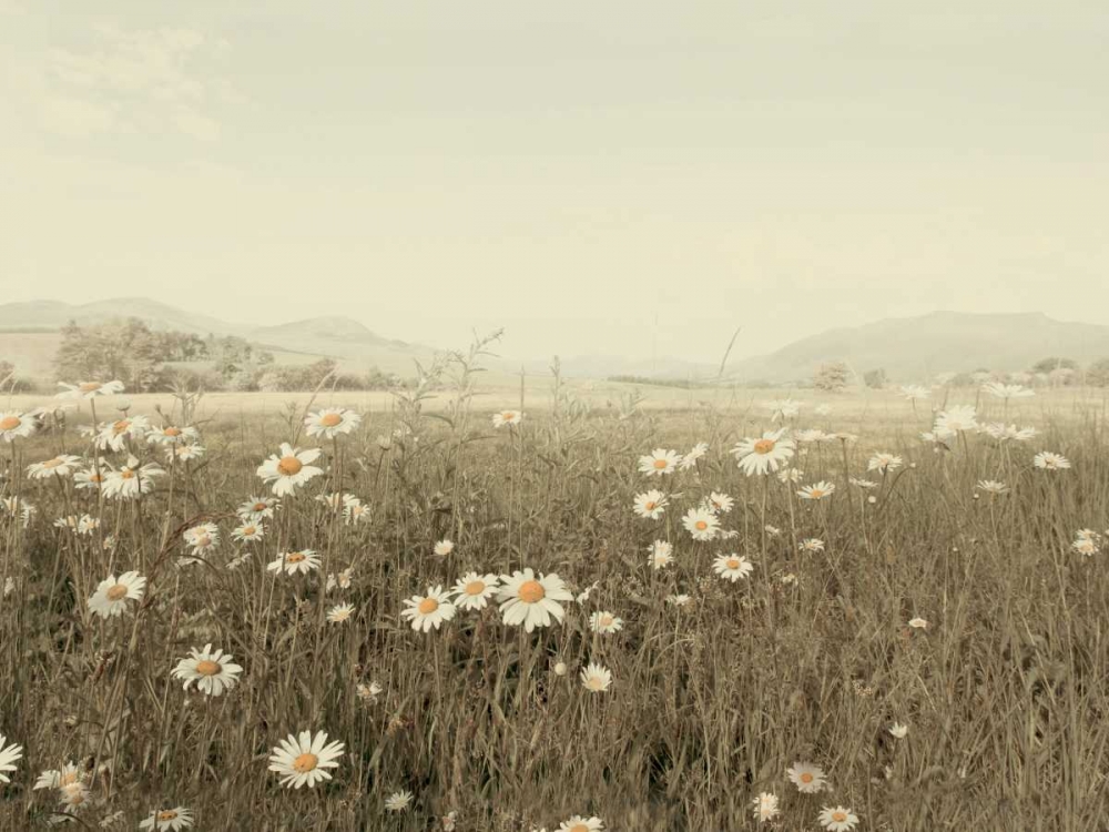 Field of Daisies art print by Ian Winstanley for $57.95 CAD