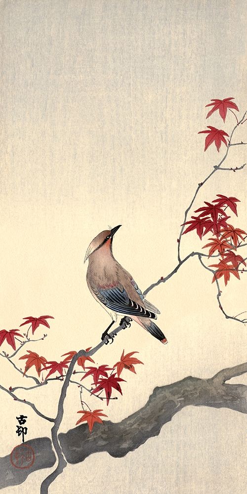 Japanese Waxwing on Maple art print by Ohara Koson for $57.95 CAD