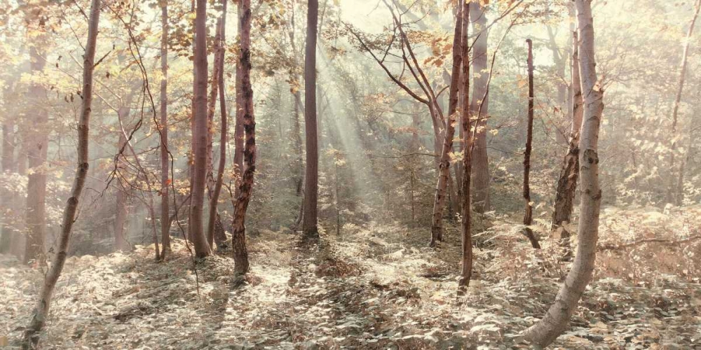 Autumn Leaves art print by Ian Winstanley for $57.95 CAD