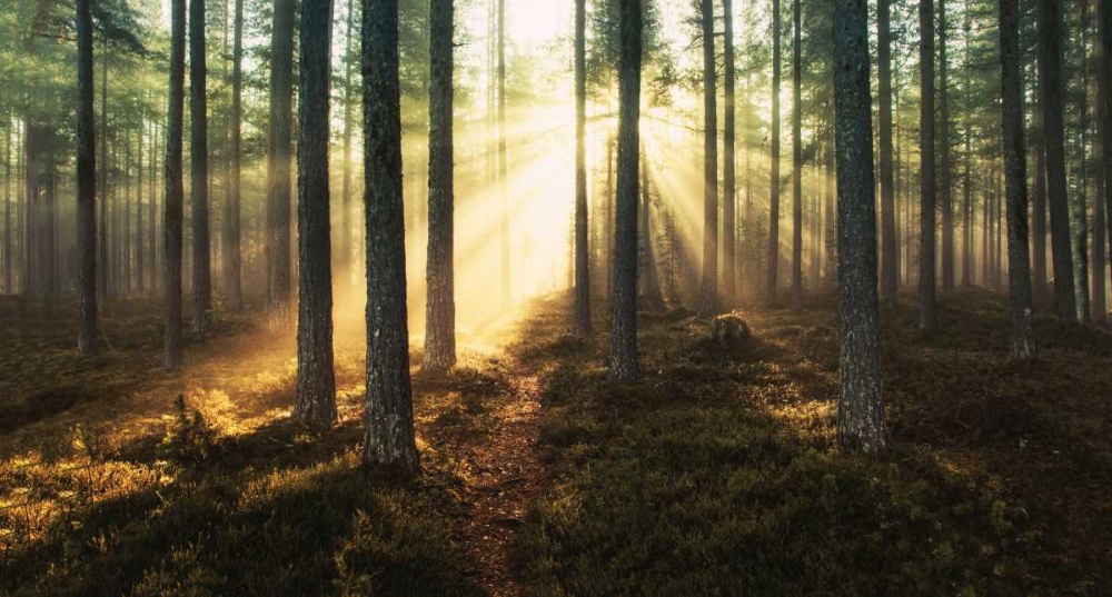 Sunlight Through Trees art print by Andreas Stridsberg for $57.95 CAD