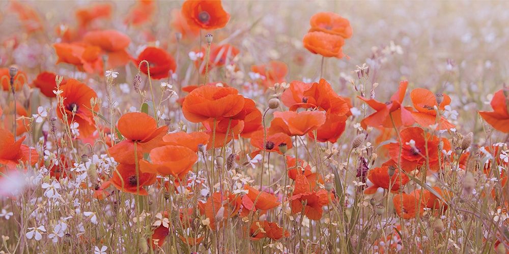 Poppy Meadow art print by Ian Winstanley for $57.95 CAD