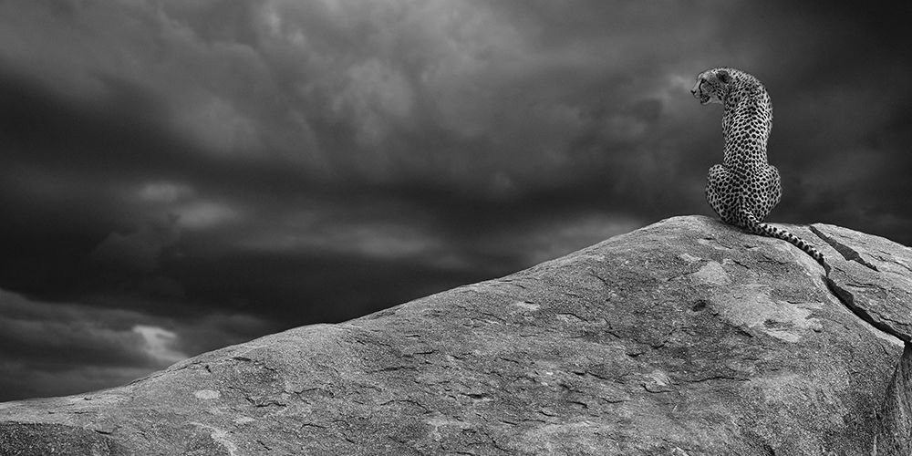 Cheetah on The Rocks art print by Mario Moreno for $57.95 CAD