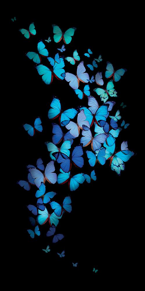 Morpho Butterflies art print by Summer Thornton for $57.95 CAD