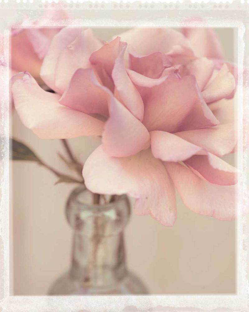 Vintage Rose art print by Ian Winstanley for $57.95 CAD