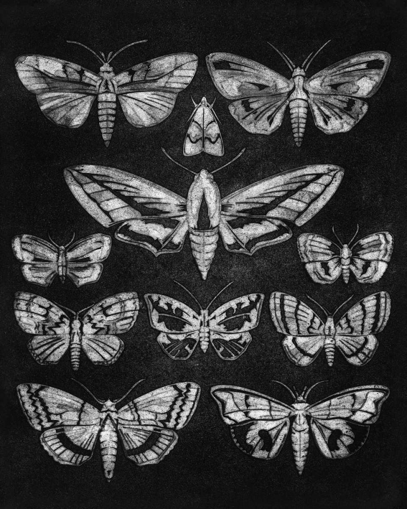 Eleven Moths art print by Barry Goodman for $57.95 CAD