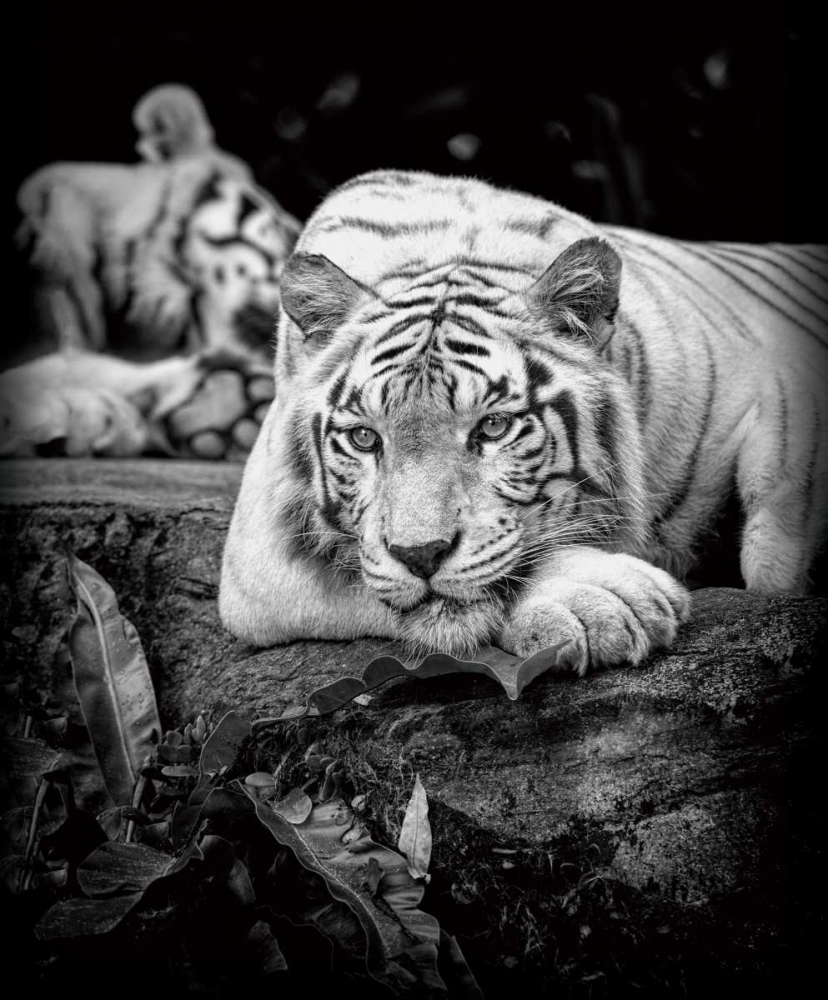 Tiger Stare art print by Pete Seaward for $57.95 CAD