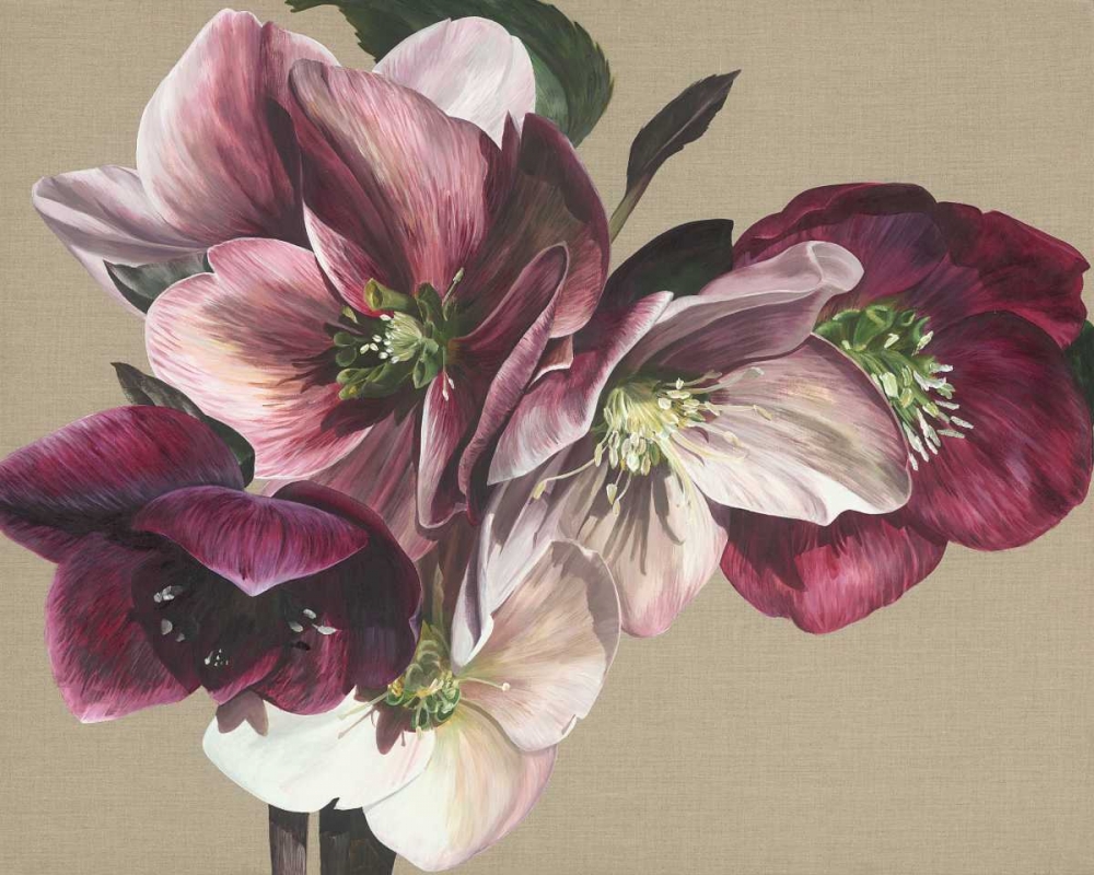 Hellebore IV art print by Sarah Caswell for $57.95 CAD