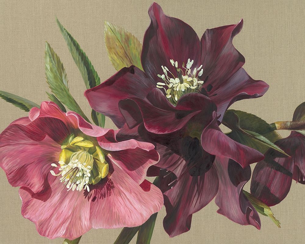 Nightshade Hellebore art print by Sarah Caswell for $57.95 CAD