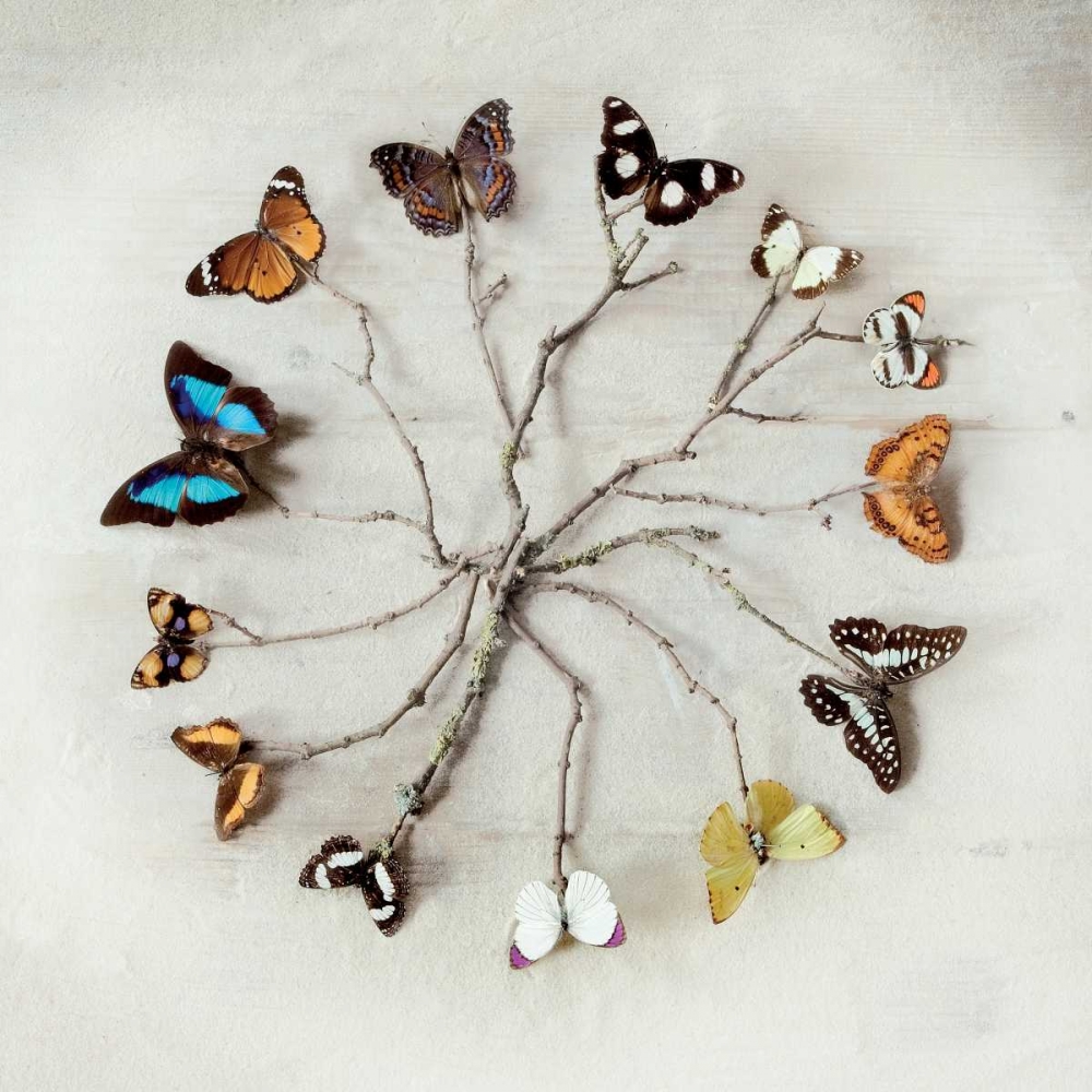 Butterfly Harmony art print by Ian Winstanley for $57.95 CAD