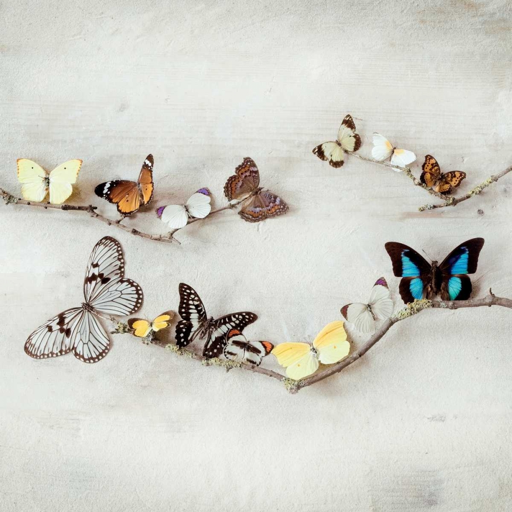 Array of Butterflies art print by Ian Winstanley for $57.95 CAD