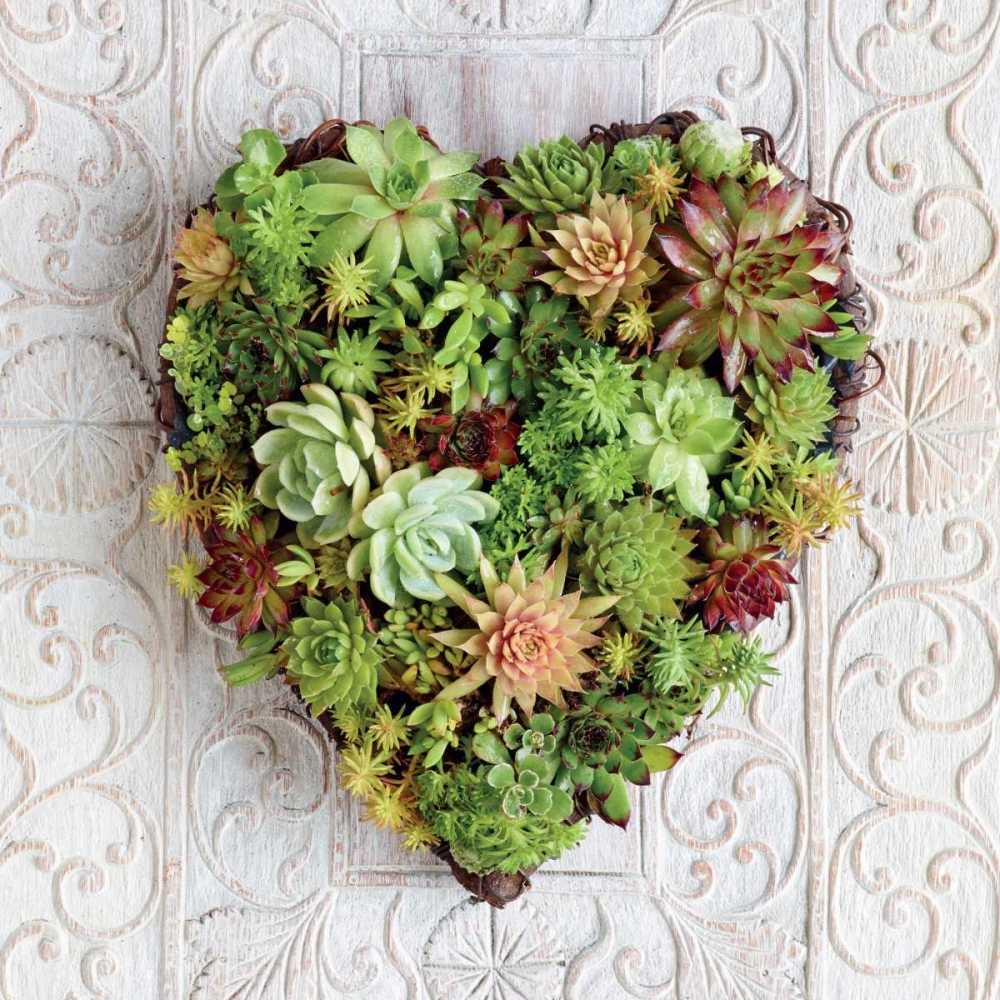 Succulent Heart art print by Howard Shooter for $57.95 CAD