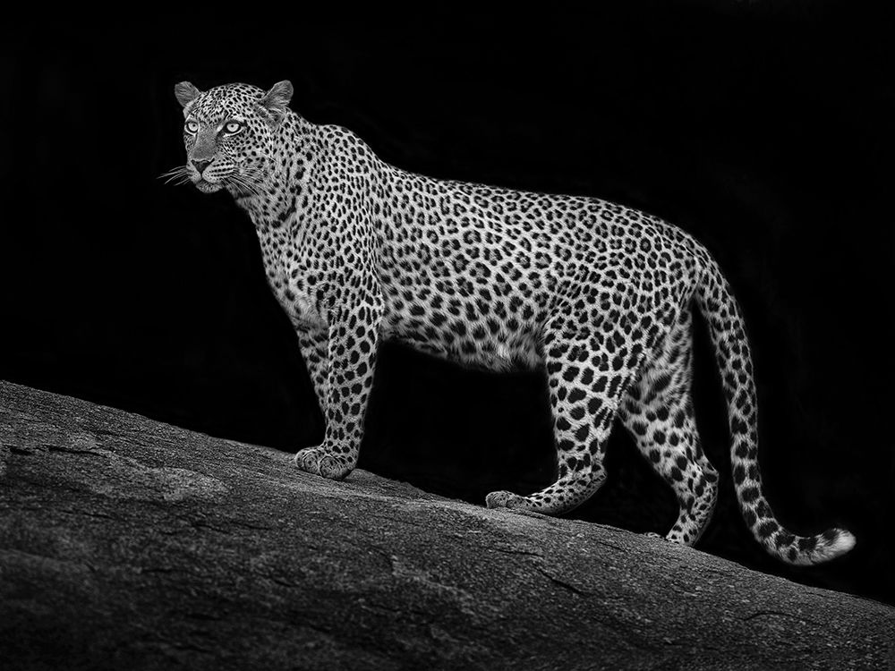 Serengeti Leopard art print by Mario Moreno for $57.95 CAD