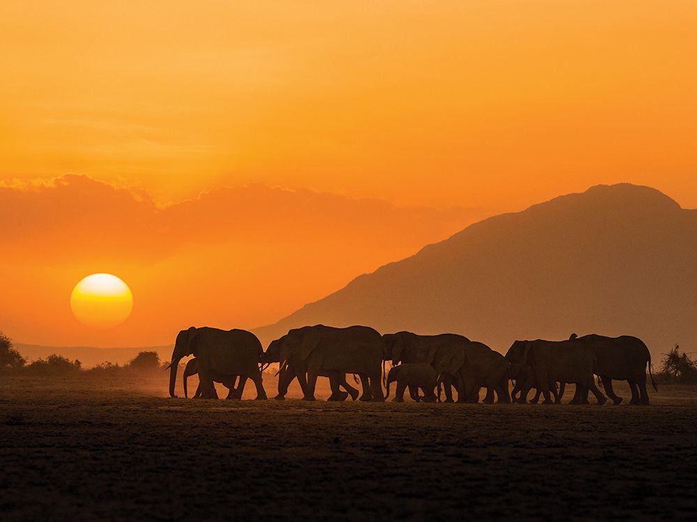 Amboseli Sunset art print by Mario Moreno for $57.95 CAD