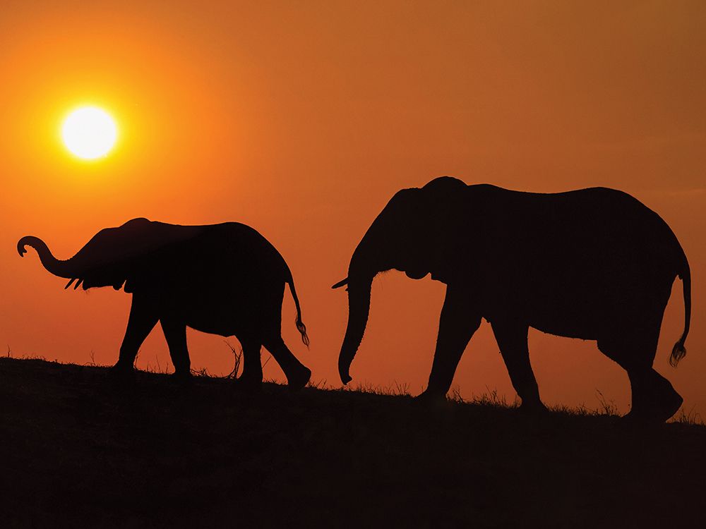 Chobe Silhouettes art print by Mario Moreno for $57.95 CAD
