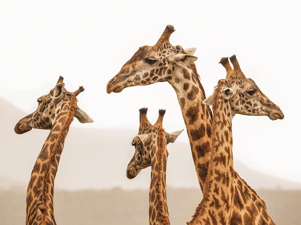 Long Necks art print by Mario Moreno for $57.95 CAD