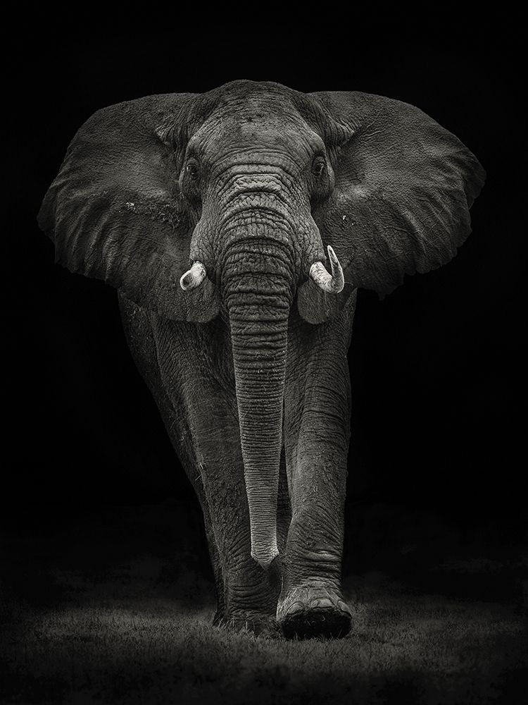 Ngorongoro Bull art print by Mario Moreno for $57.95 CAD
