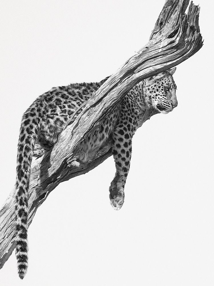Okavango Art art print by Mario Moreno for $57.95 CAD