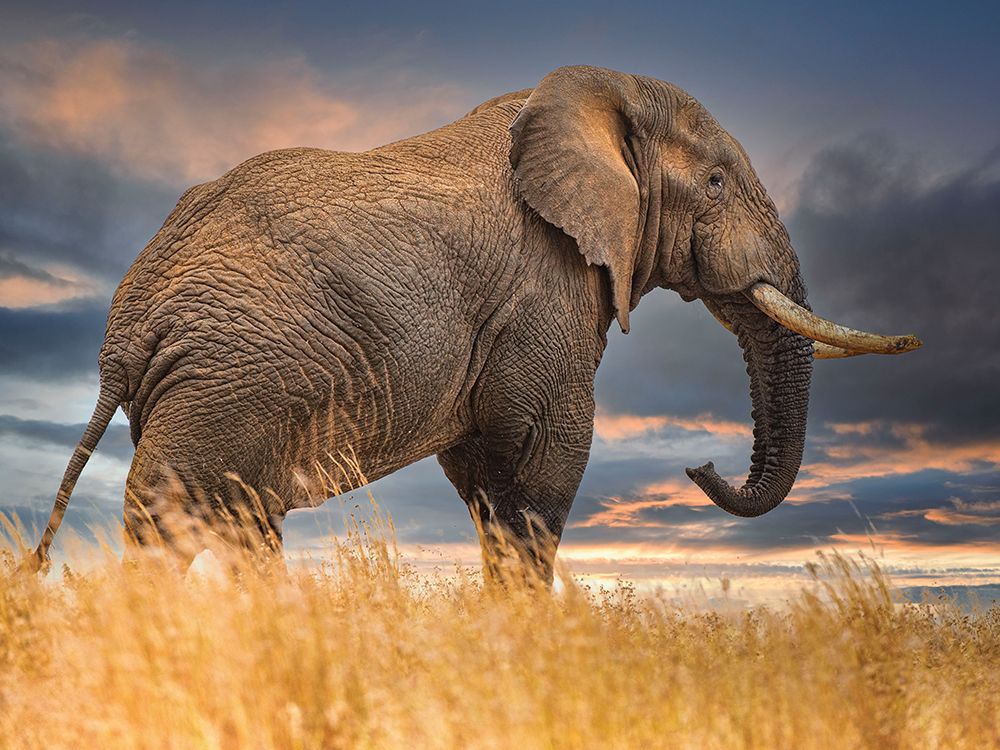 The Elephant art print by Mario Moreno for $57.95 CAD