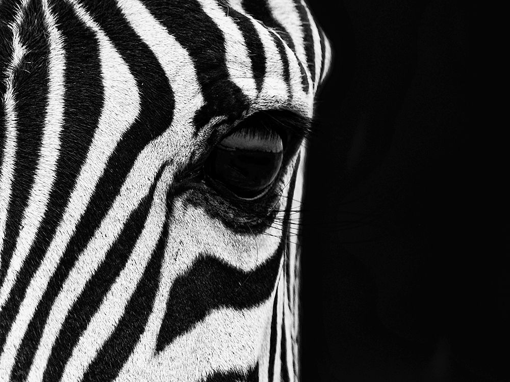 Zebra Eye art print by Mario Moreno for $57.95 CAD