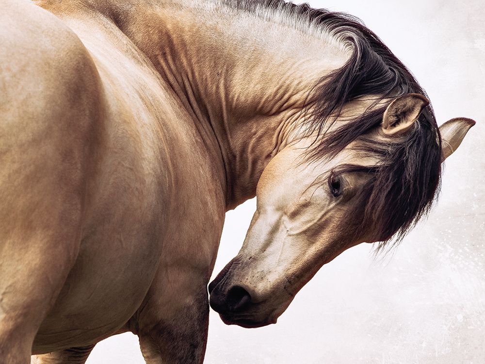 Abanico art print by Lisa Saint for $57.95 CAD