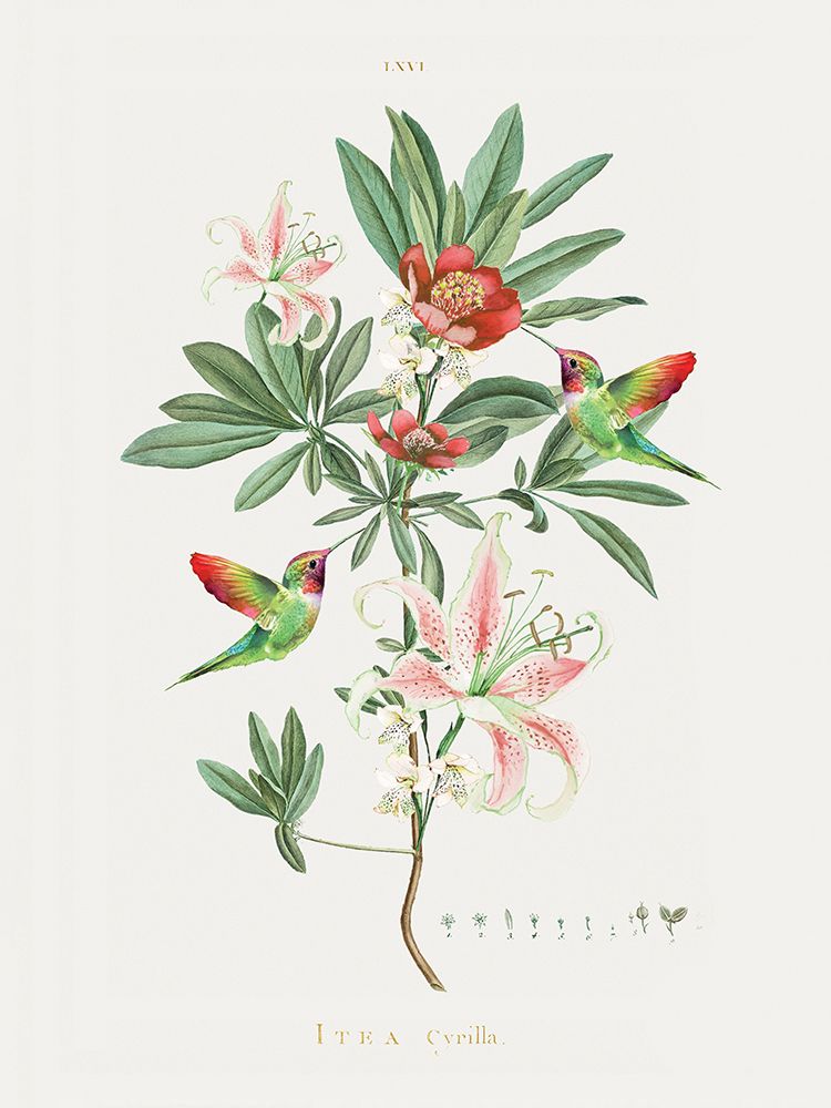 Vintage Hummingbirds art print by Summer Thornton for $57.95 CAD